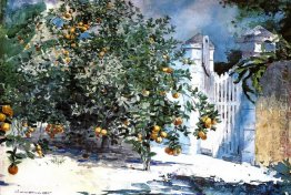 Orange Tree, Nassau (ou árvores alaranjadas e Gate)