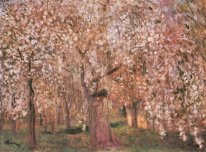 Cherry Blossoms Pohon