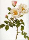 Роза Damascena rubrotincta