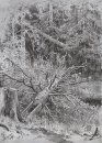 Nella Foresta Albero caduto 1878
