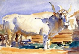 Putih Ox Di Siena