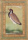 Lapwing India