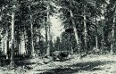 Wald 1876