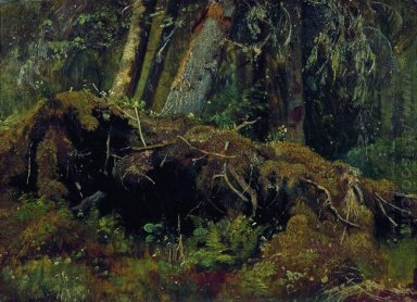 Wind umgestürzte Bäume 1880