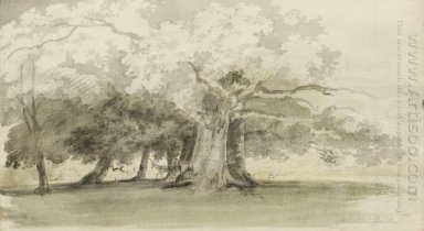 Árboles en un parque