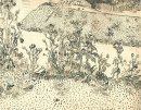 Cardos largo de la carretera 1888