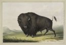 Buffalo Bull Grazing