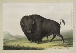 Touro Buffalo Grazing