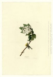 Piring 119 Kuning-throated Vireo