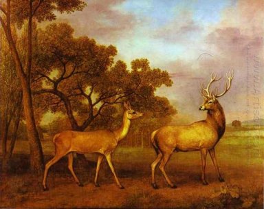 Red Deer Stag och Hind