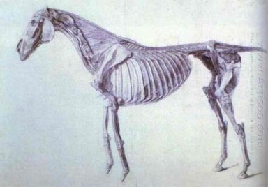 Schéma De L\'anatomie du cheval