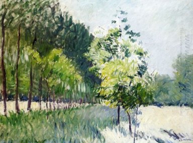Orchard And Avenue Of Trees