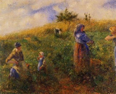 colhendo ervilhas 1880