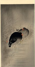 Dois gallinules