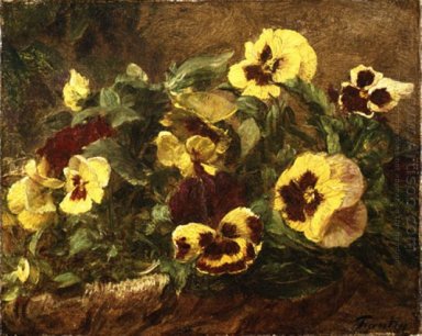 Pansy 1903