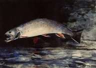 A Brook Trout