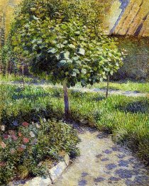 Pohon