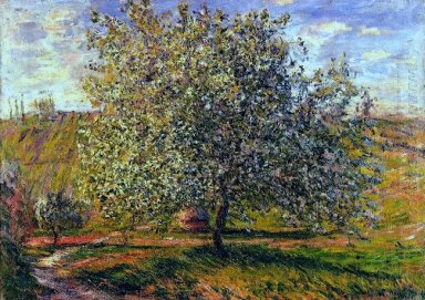 Árvore em flor Perto Vetheuil