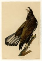 Plaat 126 Bald Eagle