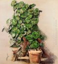 Potten Geraniums