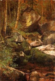 forest stream