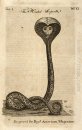 Serpent capuche