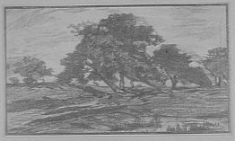 Pohon