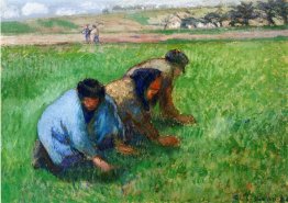 Weeders 1882
