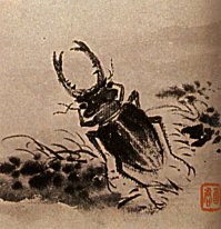 Estudios de insectos, escarabajos