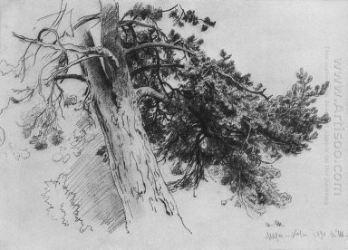 Part Of The Trunk Of A Pine Mary Howe 1890
