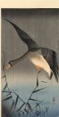 White-fronted goose discendente su canne