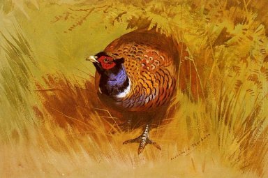 Sebuah Cock Pheasant