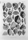 Various Shells Taken From The Real