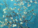 Blossoming Almond Tree