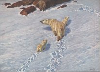 Isbjörn familj