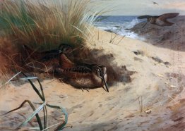 Woodcock Bland Dunes
