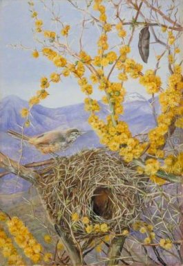 Armed Bird\'s Nest in Acacia Bush, Chile