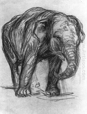 Elephant 1907