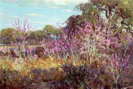 Redbud Pohon Di Bloom Di Leon Springs, San Antonio