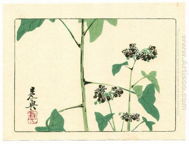 Blommande växt - Hana Kurabe