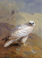 A Greenland, or Gyr Falcon