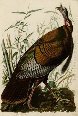 Plaat 1. Wild Turkey