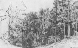 Floresta de folha caduca 1873
