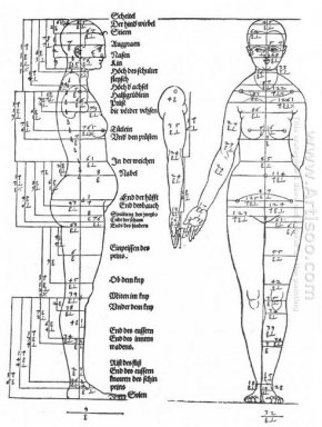 studier om proportionerna av den kvinnliga kroppen 1528