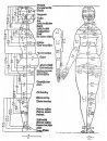 estudos sobre as proporções do corpo feminino 1528