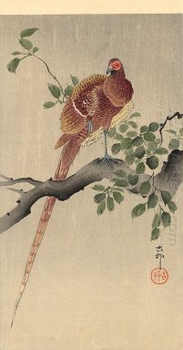 Pheasant on Branch