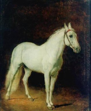 Caballo blanco. Estudio.