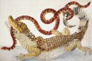 Caimán de anteojos (Caiman crocodilus) y una serpiente coralina