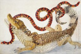 Spectacled Caiman (Caiman Masuk kedalam) dan Coral Snake Salah
