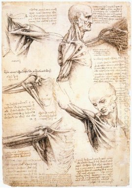 Studi Anatomi Of The Bahu